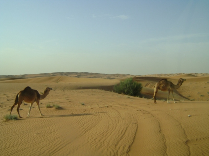 SDN2016_Wüsten Safari (50)